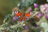 Peacock Butterfly at Fleet Head (Steve Arlow) (61000 bytes)